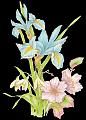 fleurs et nature (45)